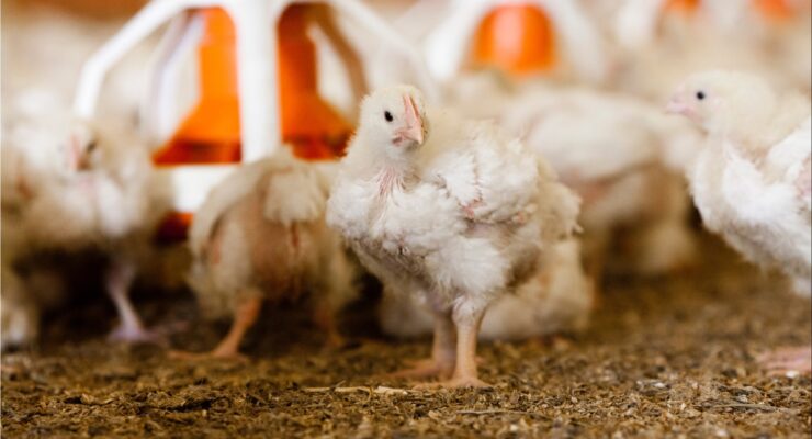 An indoor chicken facing the camera