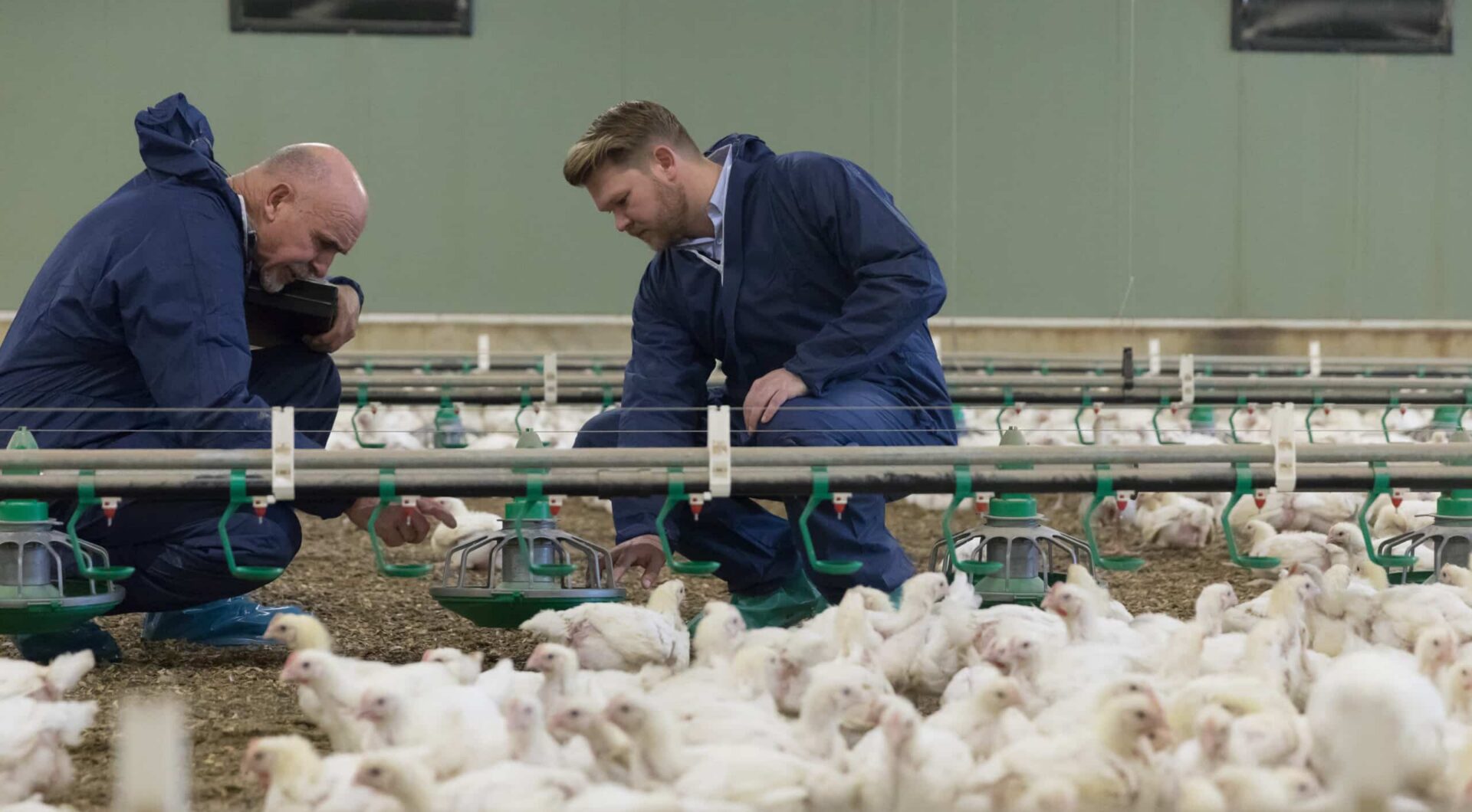 Assessors in a shed assessing an RSPCA approved chicken farm.