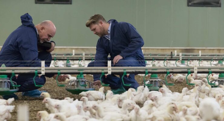 Assessors in a shed assessing an RSPCA approved chicken farm.