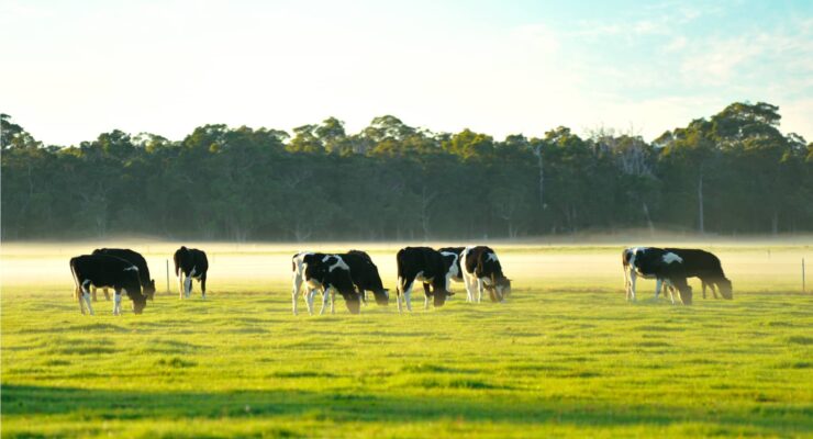 Dairy Cattle grazing in the morning sun as the mist rises over a field of green