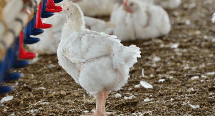 Chicken drinking out of water line