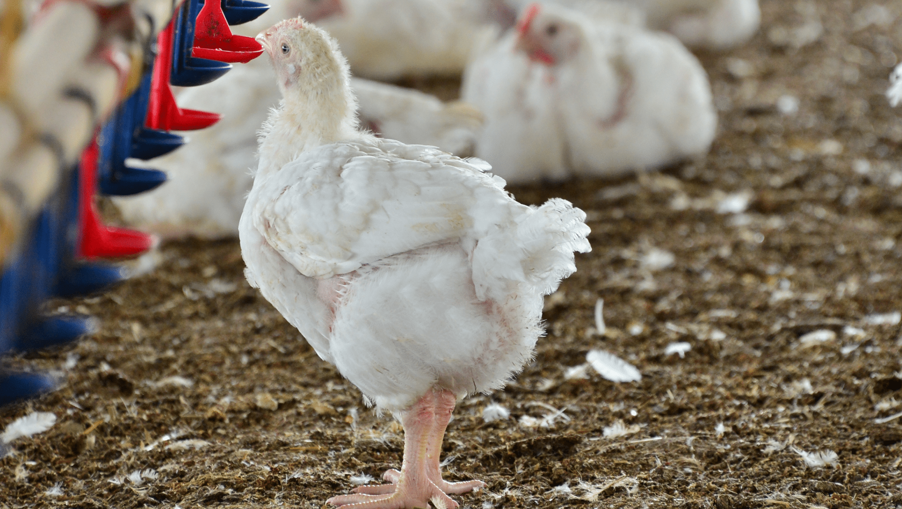 Chicken drinking out of water line