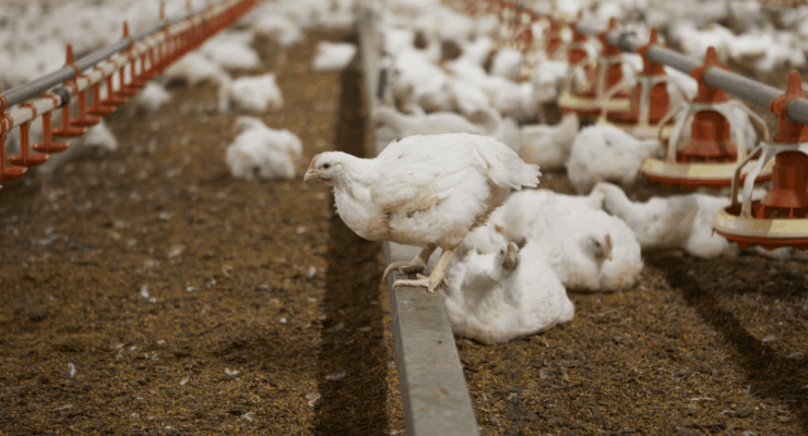 A meat chicken resting on a perch