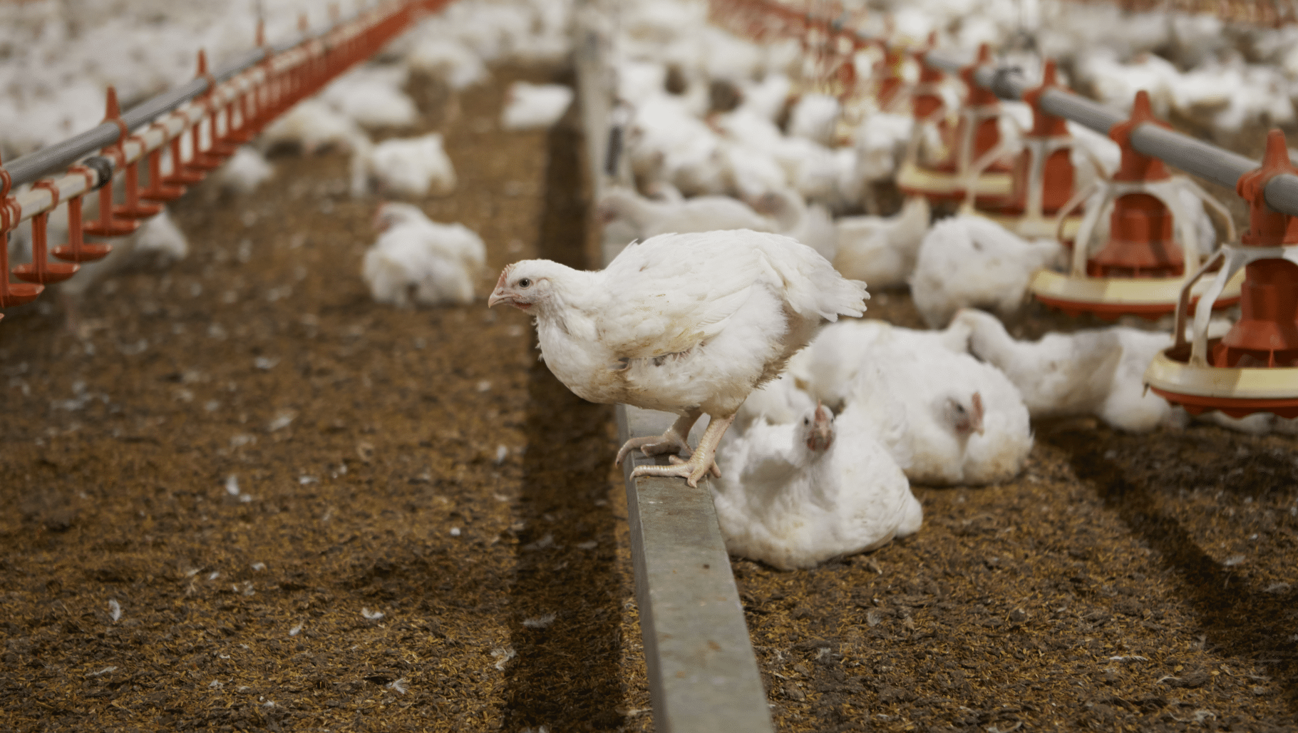 A meat chicken resting on a perch