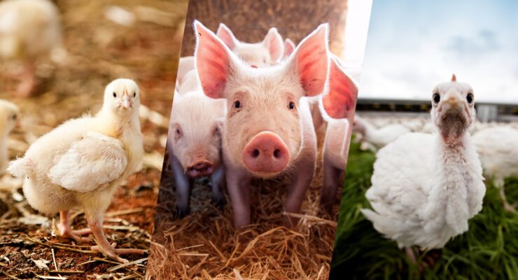 Three close up images of animals facing towards the camera. The three images are a meat chicken, a pig and a turkey. The meat chicken has their head turned over the right of their body looking towards the camera. The pig is standing slightly in front of other pigs in a nest of hay. The turkey is in a field of grass with blue sky, peering curiously into the camera lens,with other turkeys behind them.