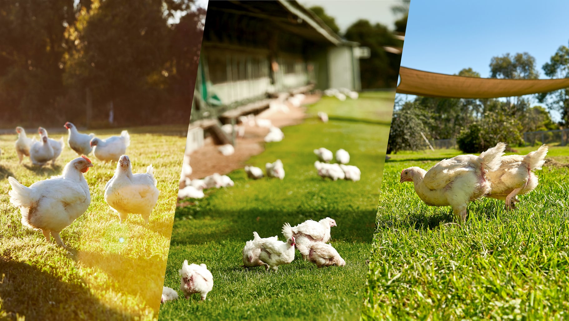 Three images of free range chickens